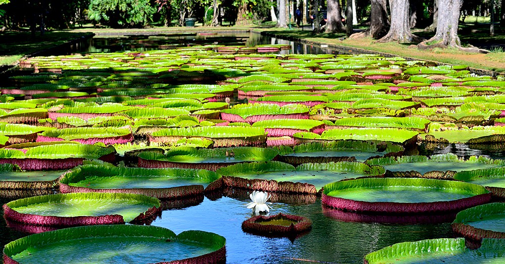 The Botanical Gardens of Pamplemousses